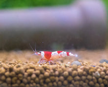  Crystal Red Shrimp