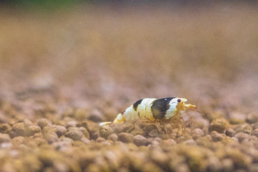 Crystal Black Shrimp