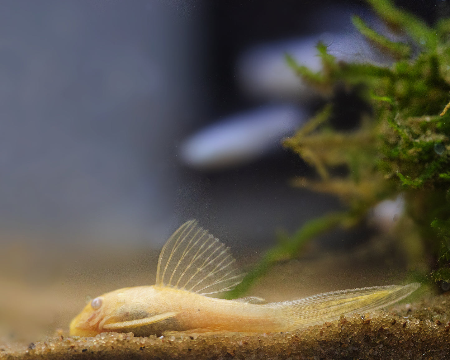 Bristlenose Pleco