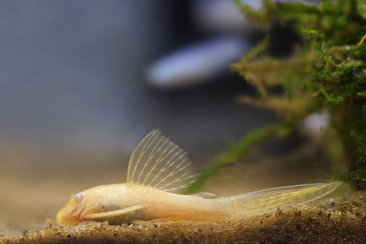Bristlenose Pleco