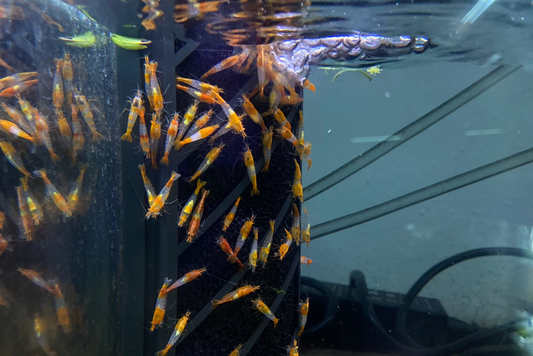 Orange Rili Shrimp