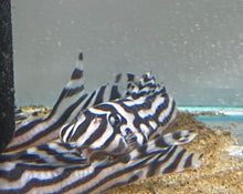  Zebra Pleco