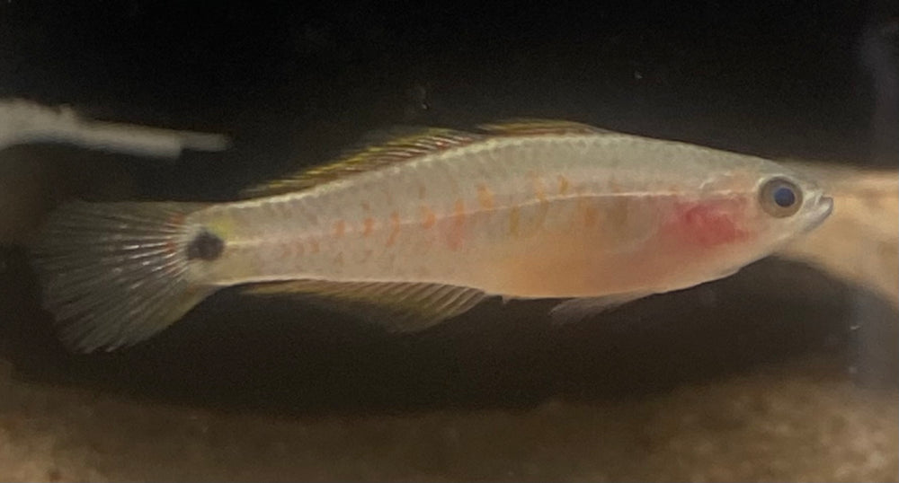 Peacock Gudgeon