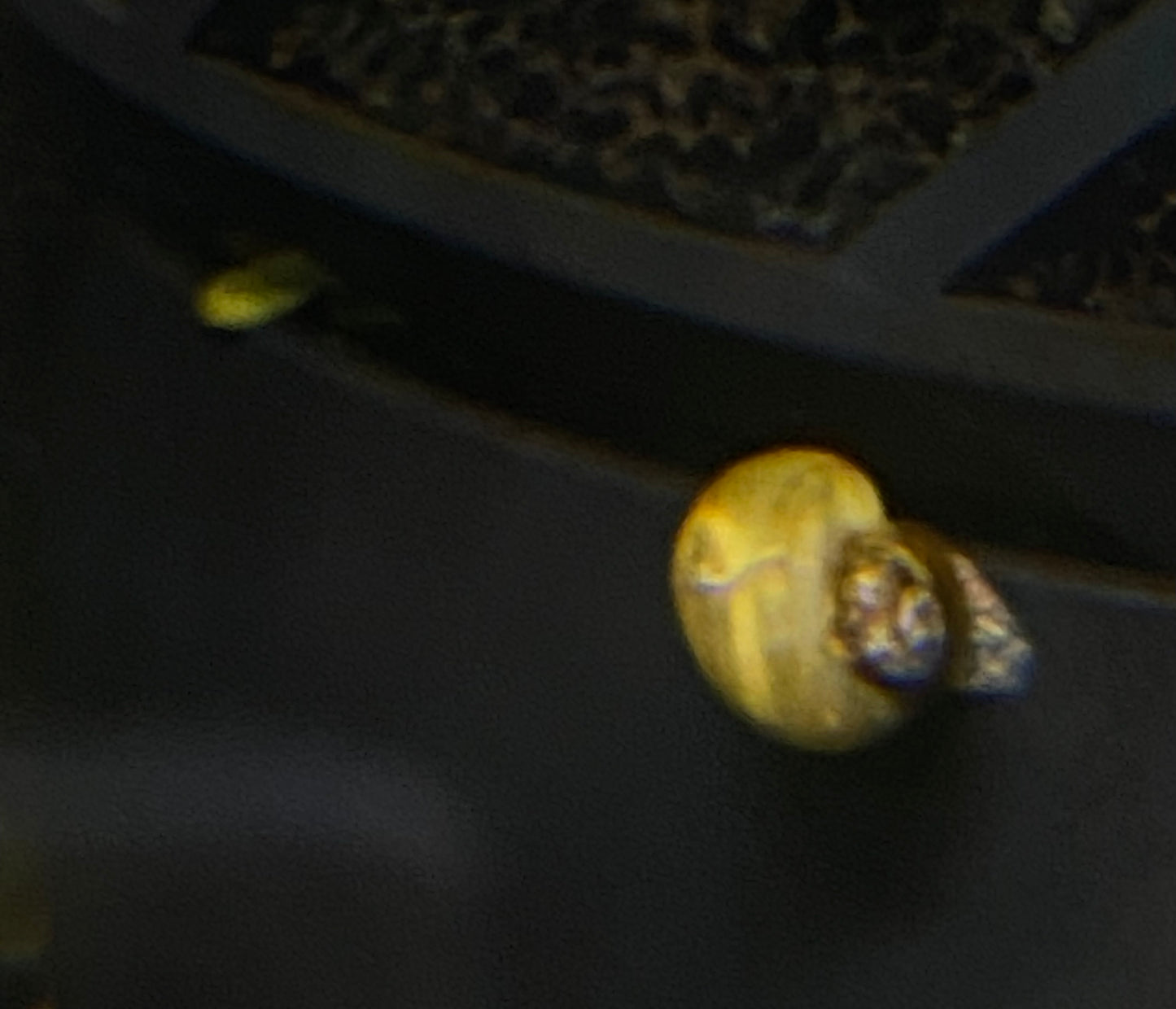 Mystery Snail