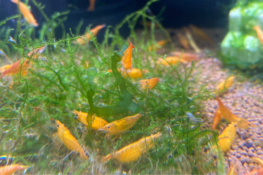 Sunkist Shrimp