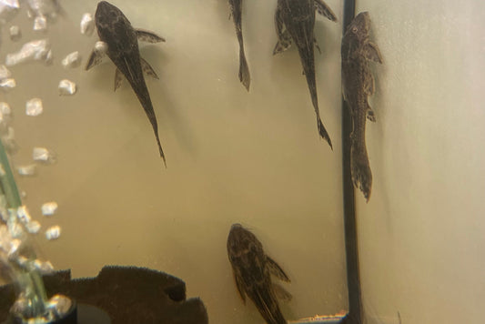 Common Pleco