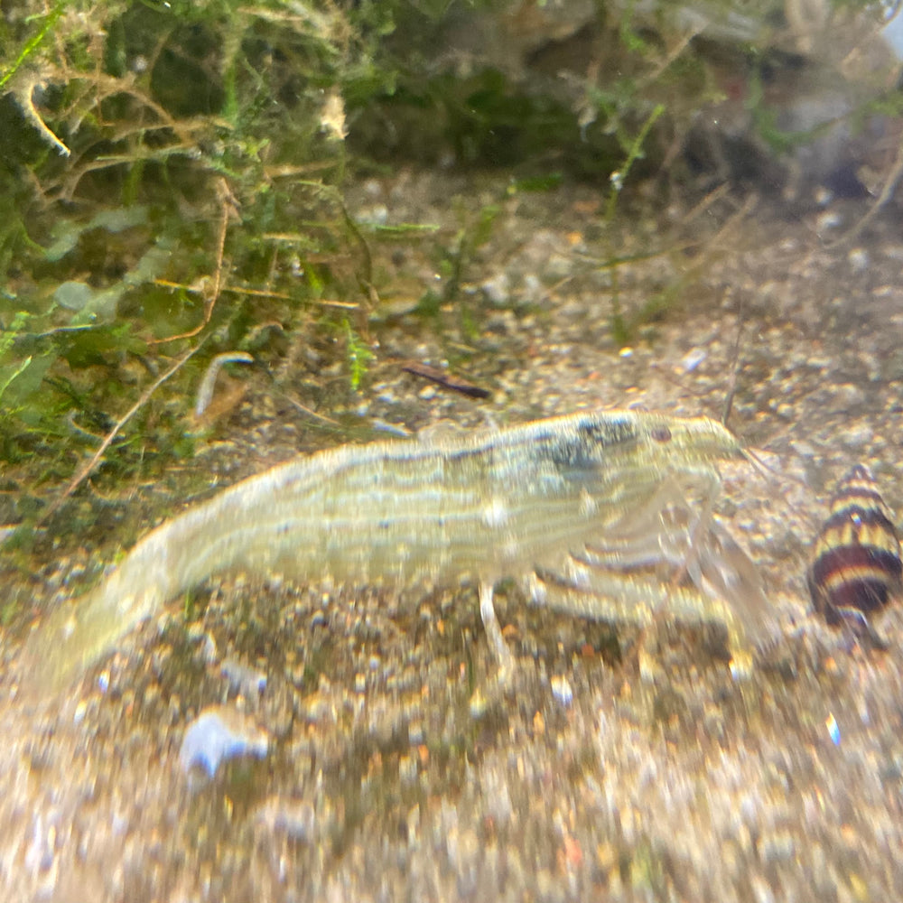 Bamboo Shrimp