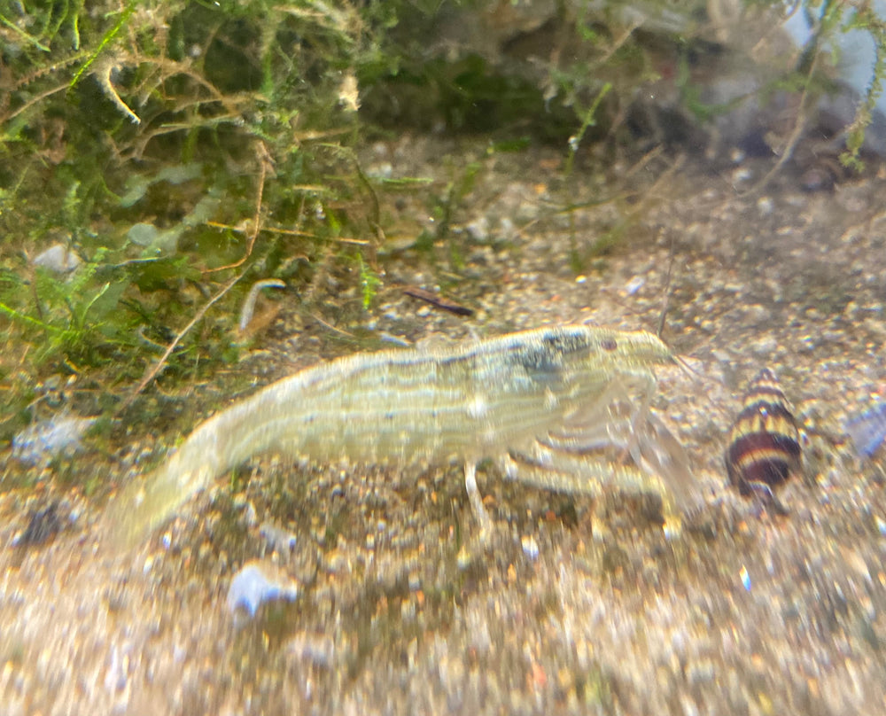 Bamboo Shrimp