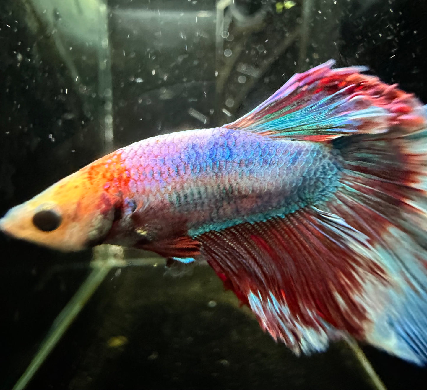 Half Moon Betta