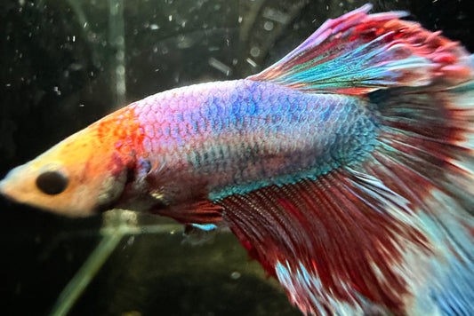 Half Moon Betta