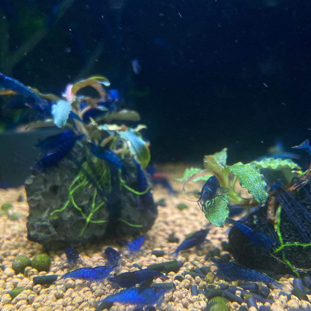 Blue Velvet Shrimp