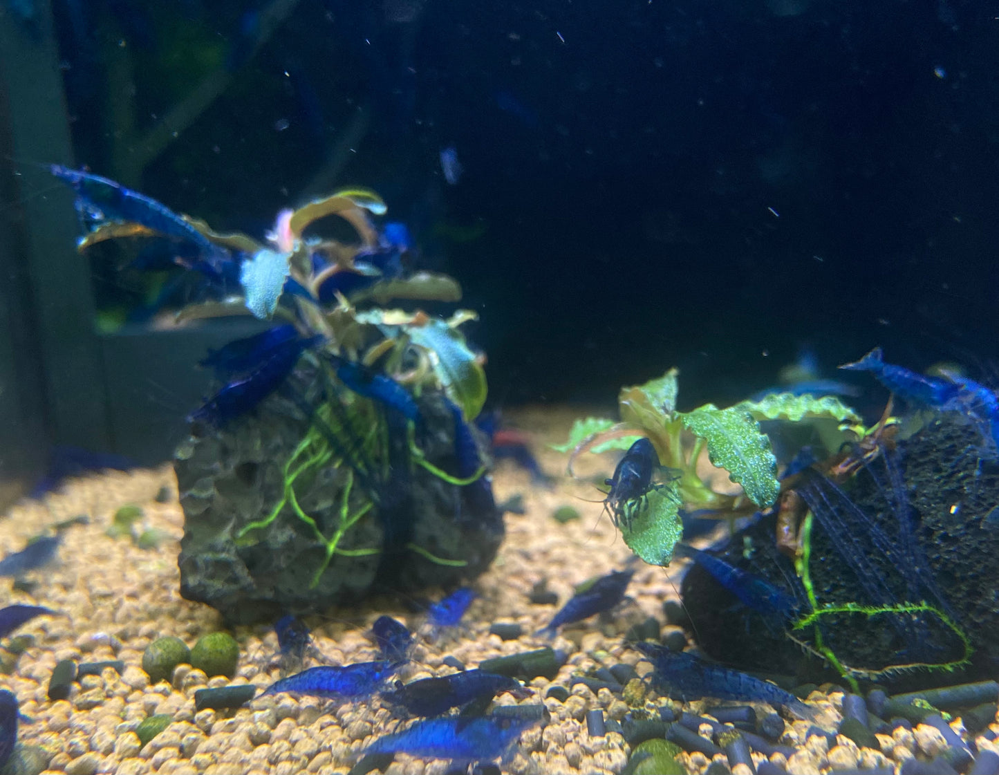 Blue Velvet Shrimp