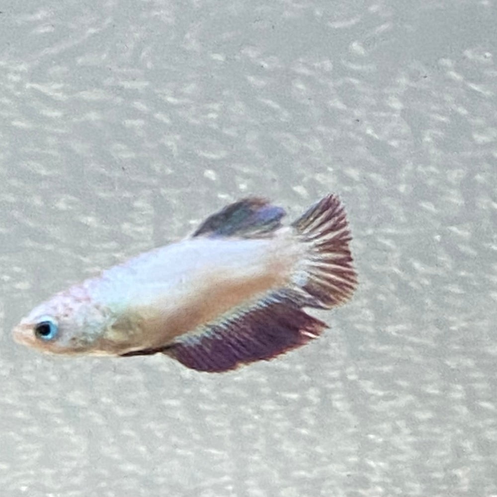 Half Moon Betta