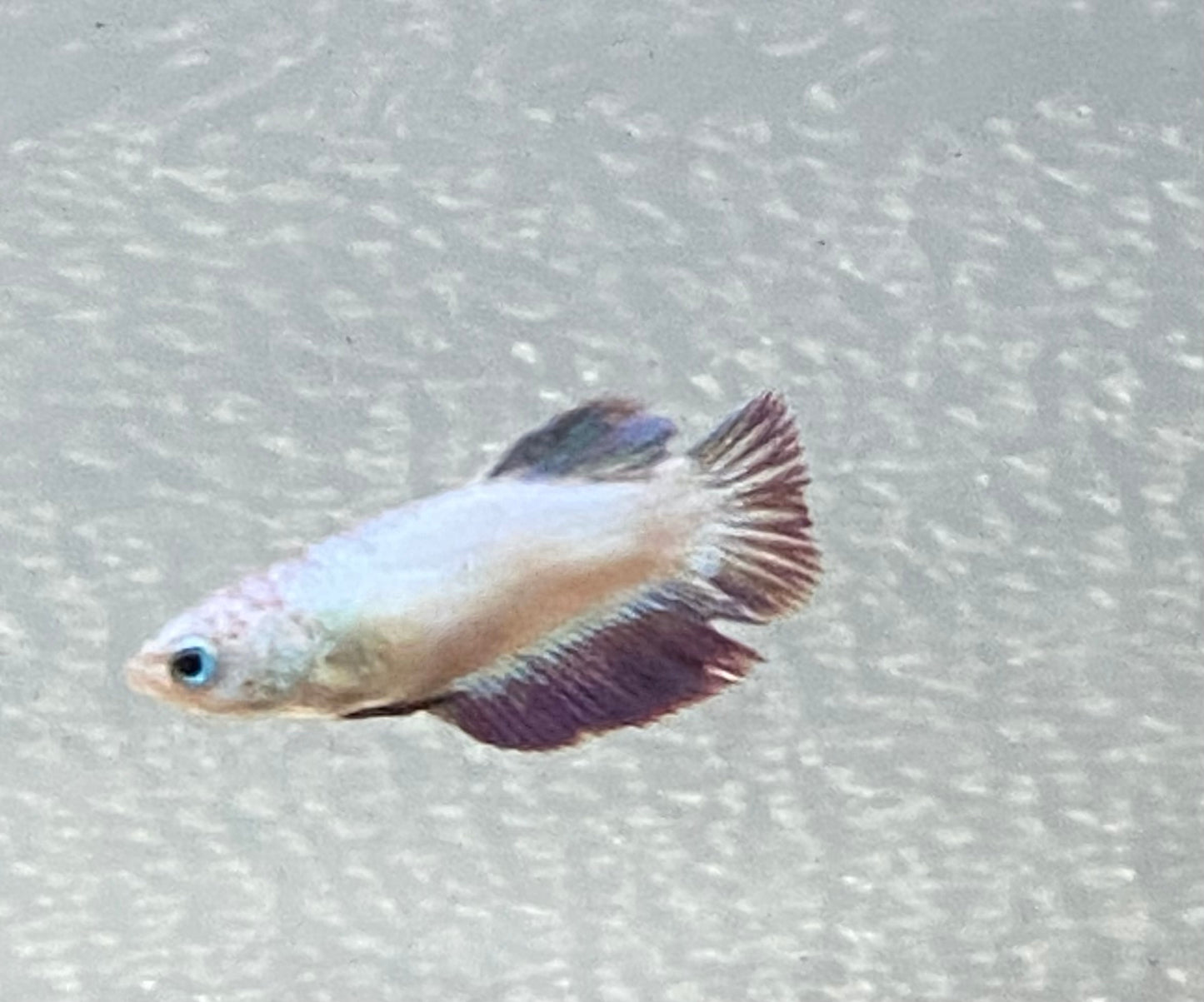 Half Moon Betta