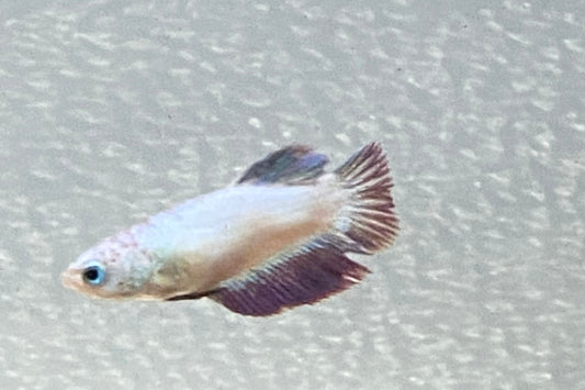 Half Moon Betta