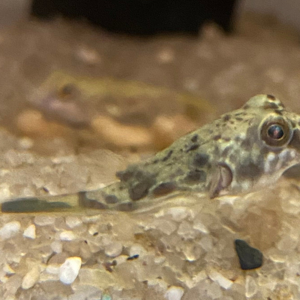 Fahaka Puffer