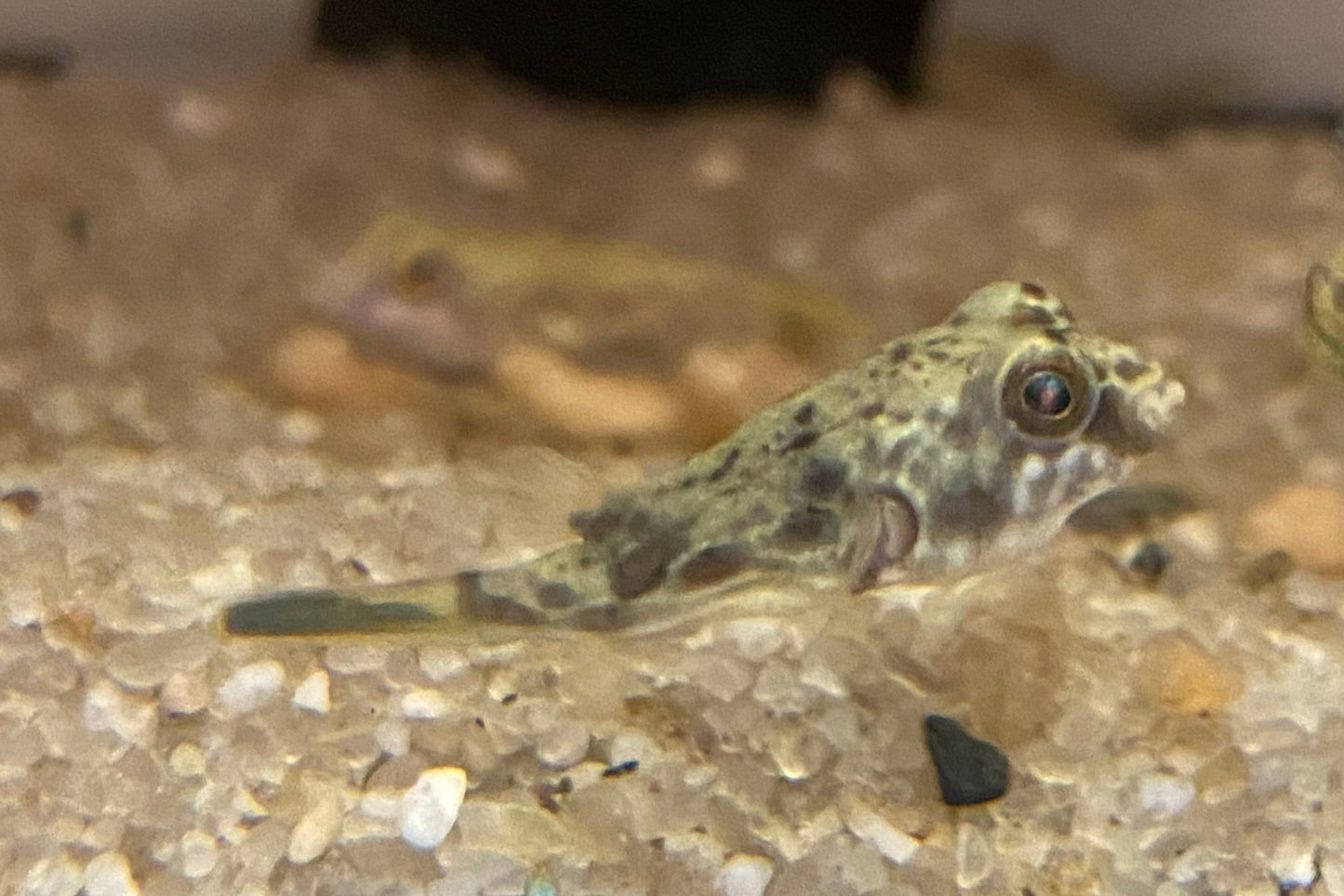 Fahaka Puffer