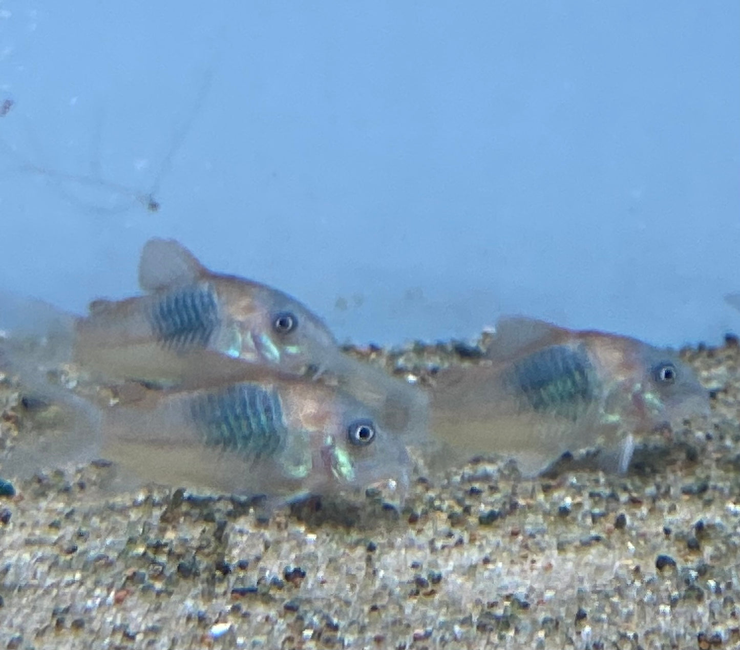 Orange Venezuelan Cory