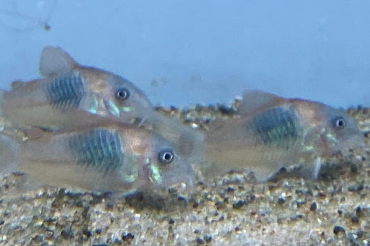 Orange Venezuelan Cory