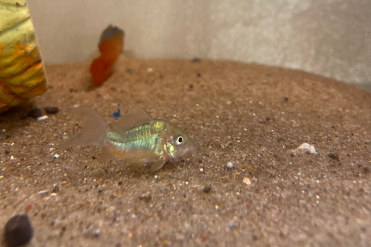 Emerald Cory (Large)