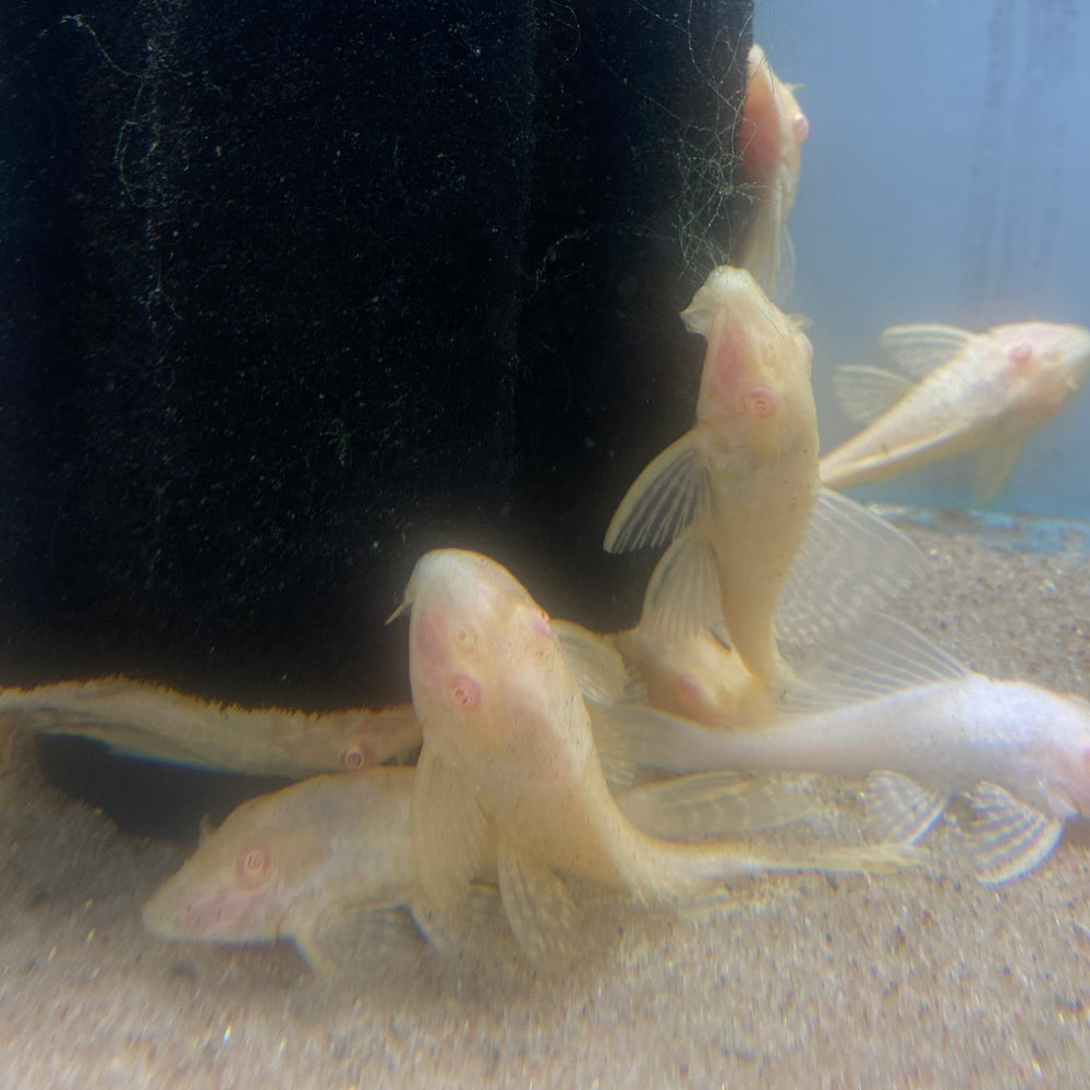 Albino Pleco