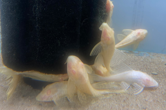 Albino Pleco