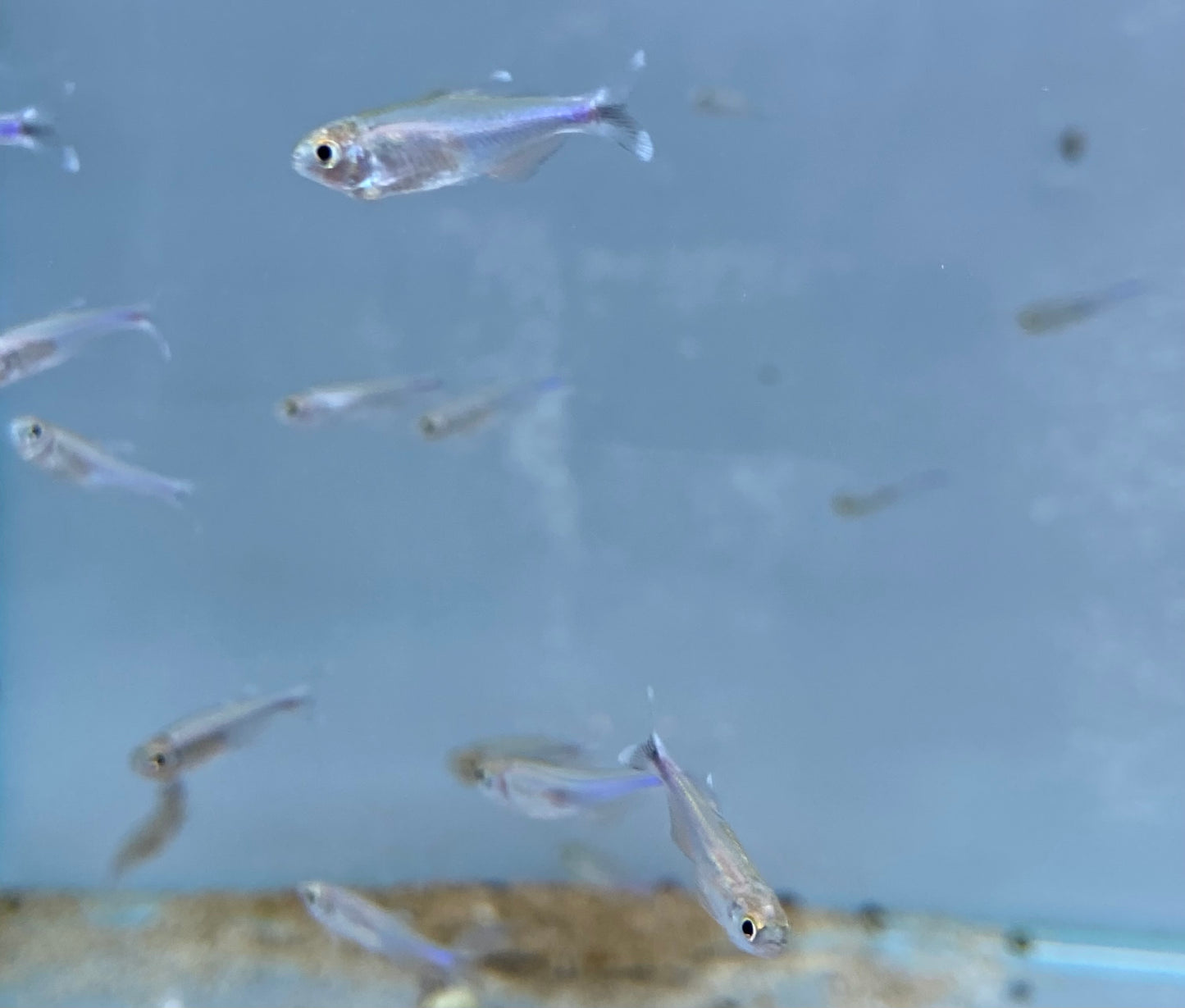 Blue Tetra