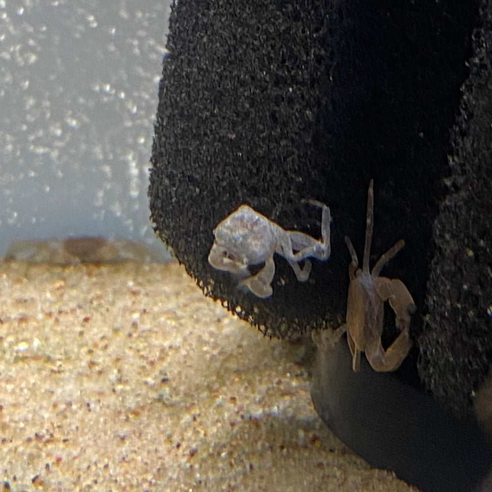 Pom Pom Crab