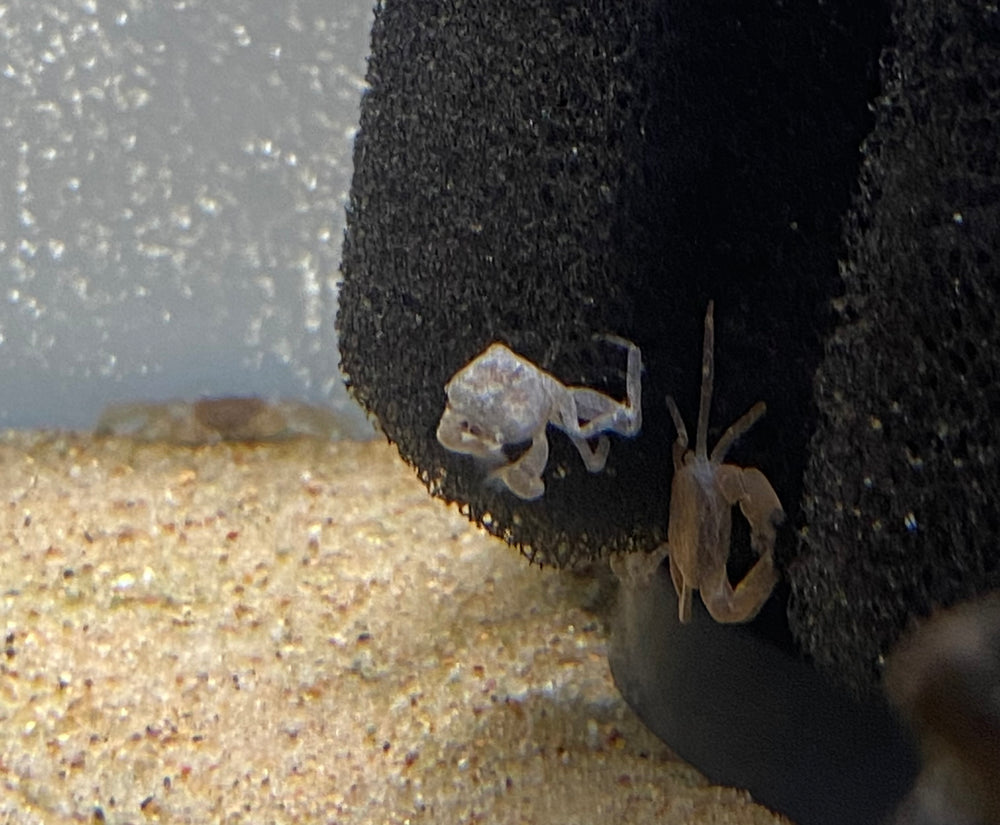 Pom Pom Crab