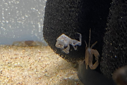 Pom Pom Crab