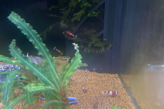 Wine Red Shrimp