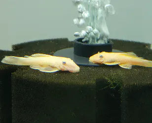 Albino Blue Eye Bristlenose