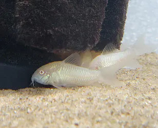 Close-up of a pair of Albino Corydoras catfish, featuring their white-pinkish body, bright red eyes, and small barbels, swimming under a sponge filter within a freshwater aquarium.