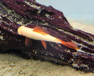 Albino Rainbow Shark