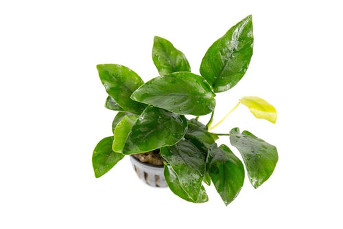 Anubias