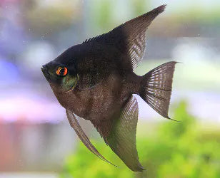 Black Angelfish