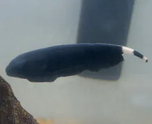  Black Ghost Knifefish