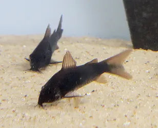 Black Cory