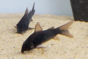Black Cory