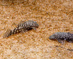 Bristlenose Pleco