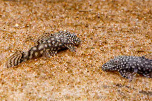 Bristlenose Pleco