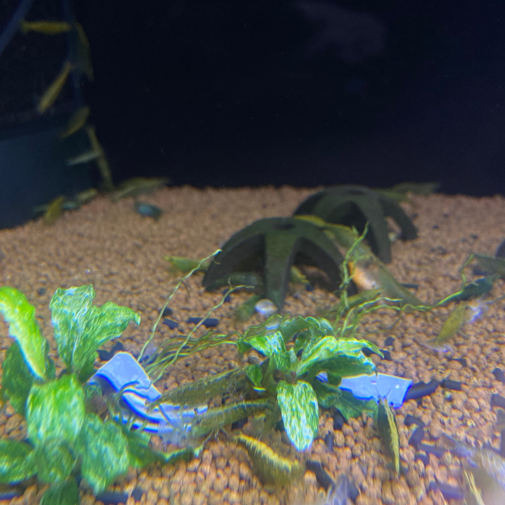 Green Jade Shrimp