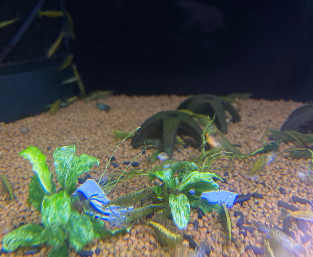 Green Jade Shrimp