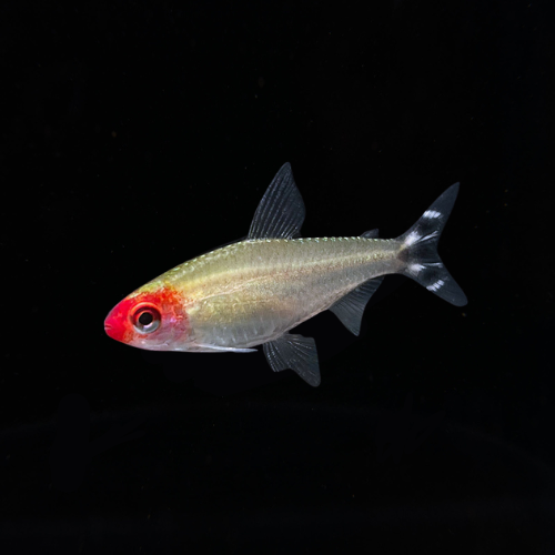 Rummy Nose Tetra