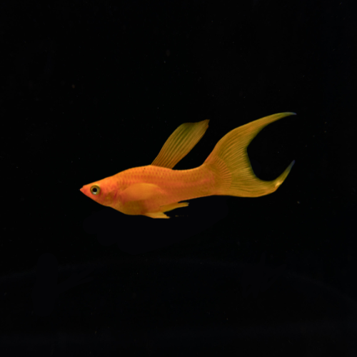 Lyretail Molly (Assorted)