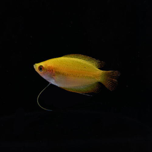 Honey Dwarf Gourami