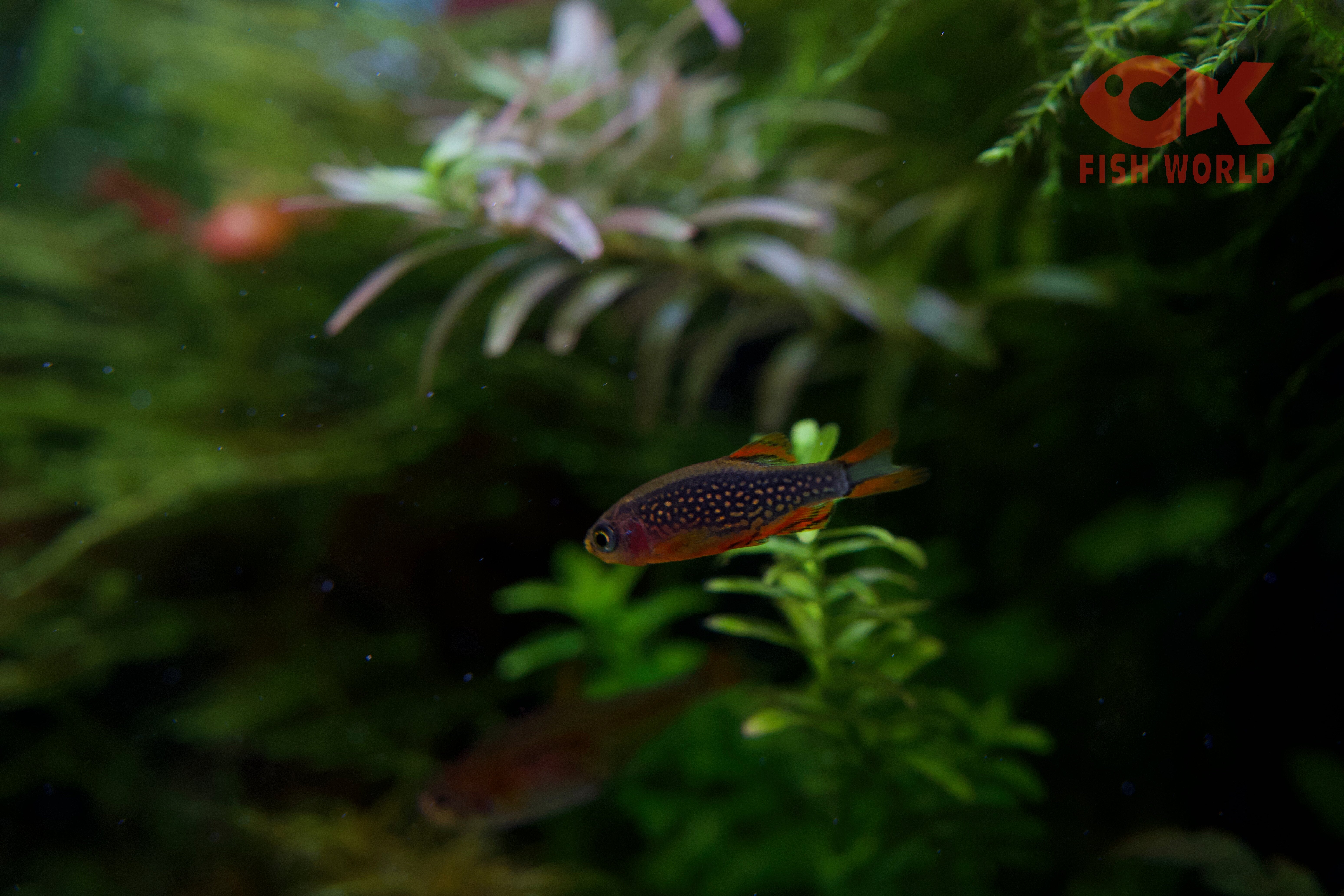 CK Fishworld