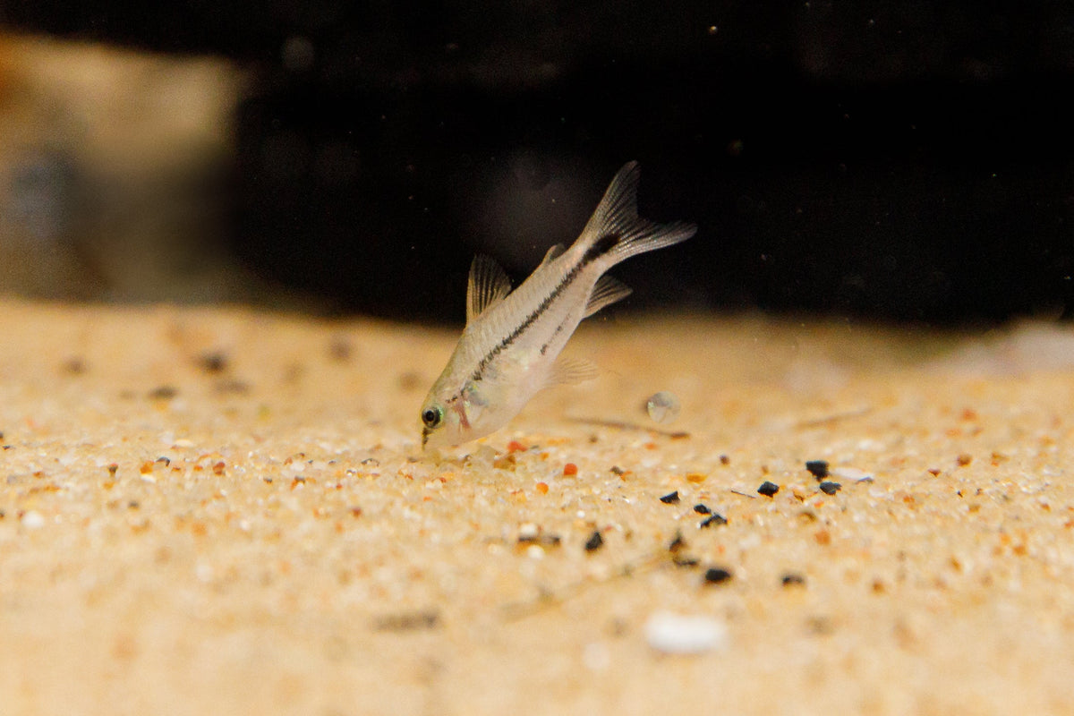 Pygmi Fish Pygmy Corydora for Sale | Peaceful Nano Bottom Dwelling Community Fish ...