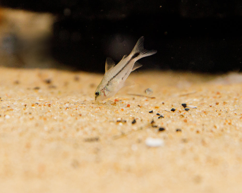 Pygmy Cory