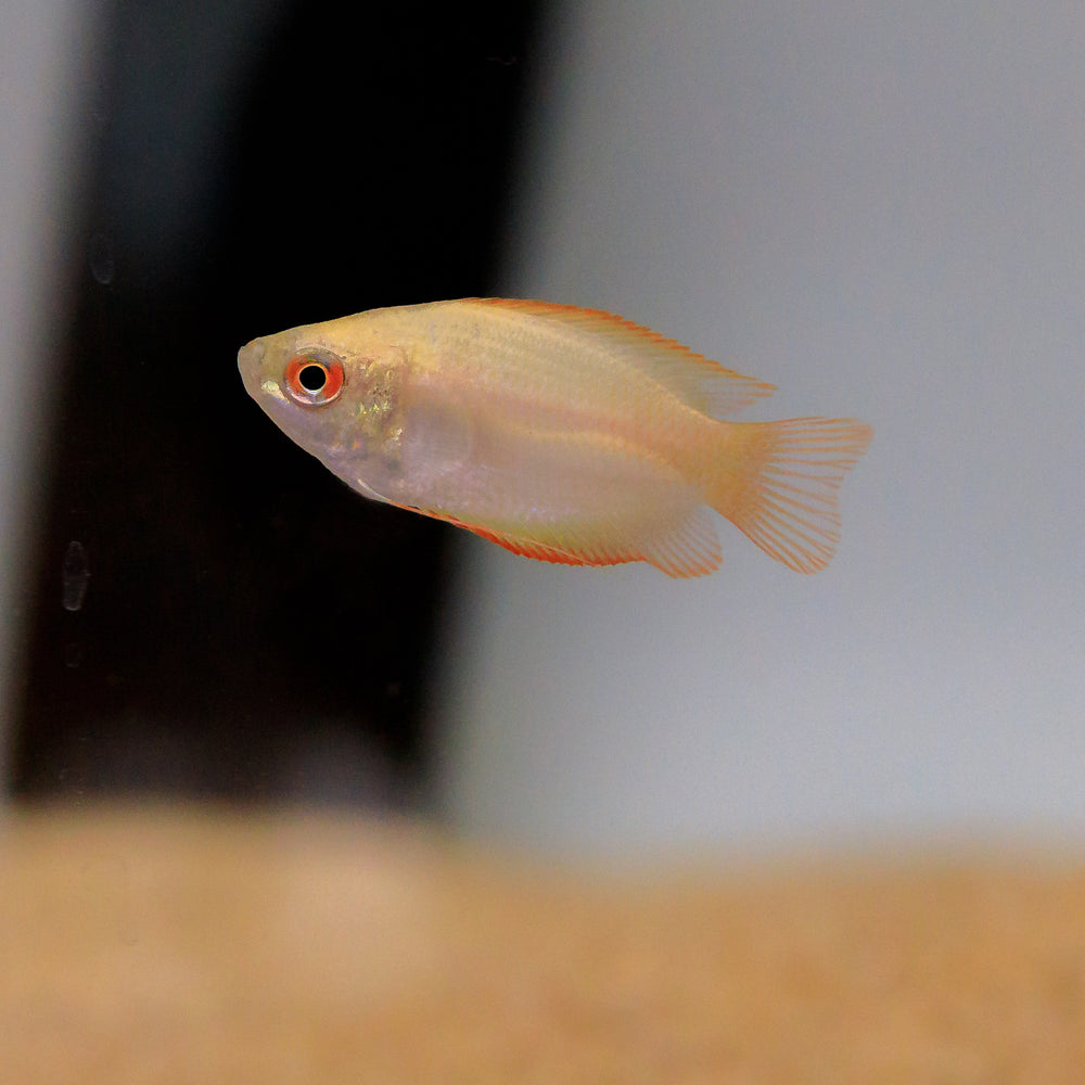 Honey Dwarf Gourami